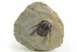 Spiny Leonaspis Trilobite - Atchana, Morocco #312383-3